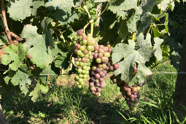 Le projet de vins blancs AOC Médoc déposé en 2023