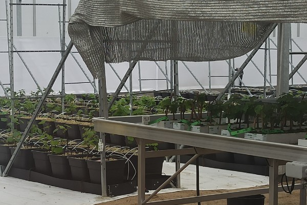 Serre confinée pour garantir des plants de vignes sains