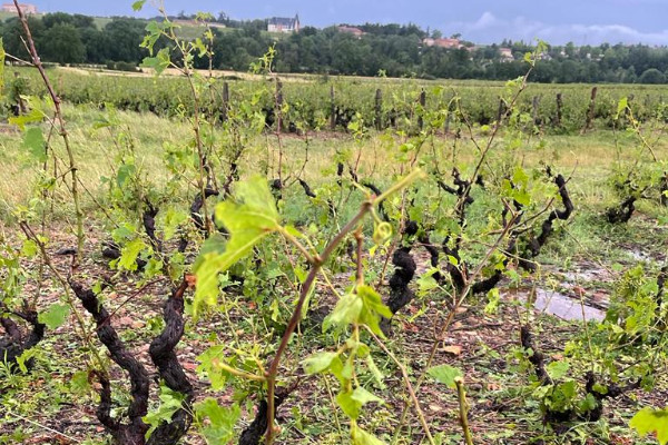 Pour les vins du Beaujolais, 'on n’aura pas de volume en trop' en 2022