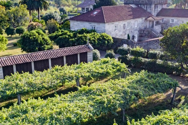 Torres mise sur le cépage albariño, pourquoi pas vous ?