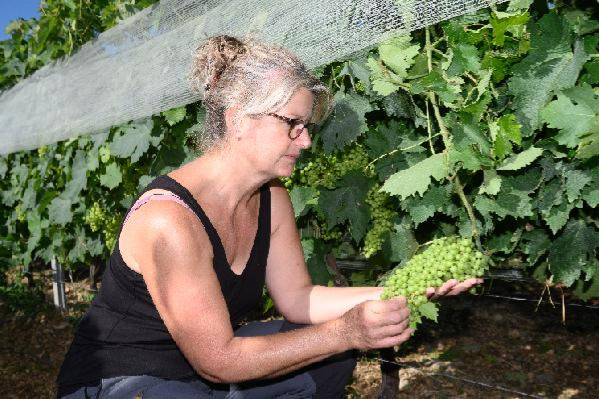 Ils ont sauvé leur récolte grâce aux filets antigrêle