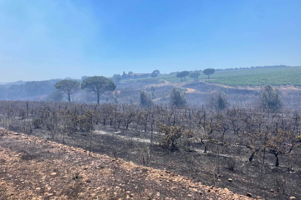 6 ha de vignes brûlées dans les incendies du Gard