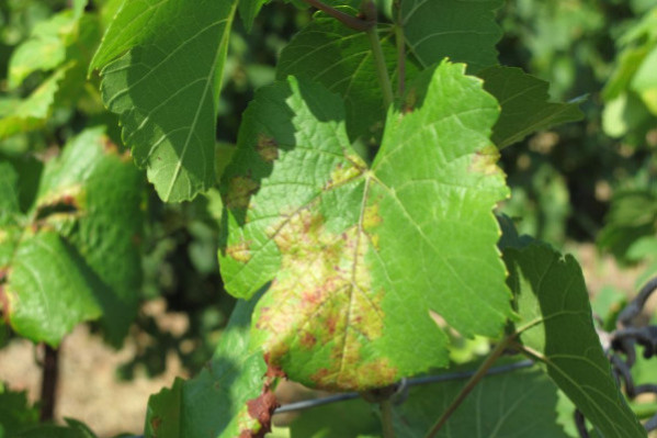 Bayer affine son modèle de protection du vignoble et prépare un nouvel antimildiou