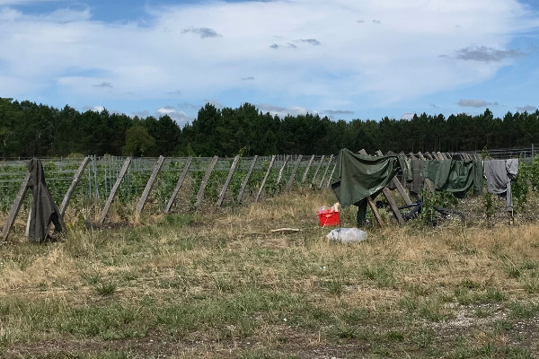 Le vignoble est le deuxième employeur de la ferme France   