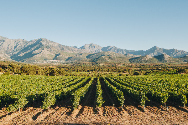 Stress hydrique et cryptoblabes inquiètent le vignoble corse