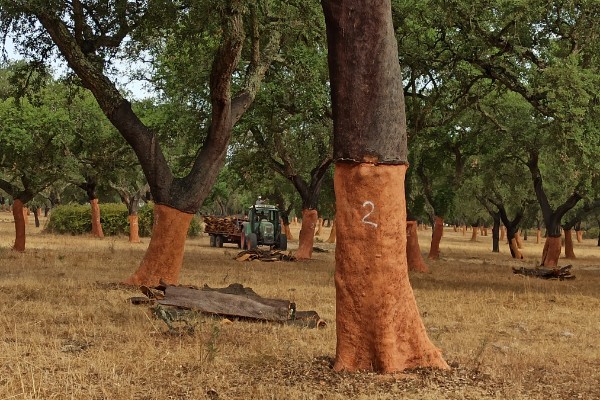 43 ans de la plantation du chêne-liège au bouchage d’une bouteille de vin