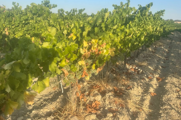 Le coup de chaud devient extrême, à 40°C les vignes vont suer 🔥🍇