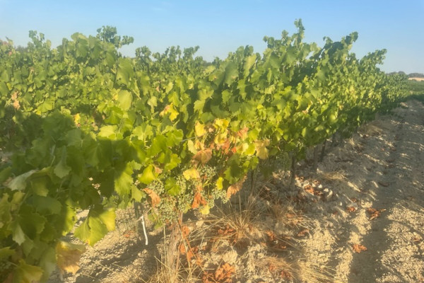 Comment vos vignes vivent-elles cette 'apocalypse de chaleur' ?