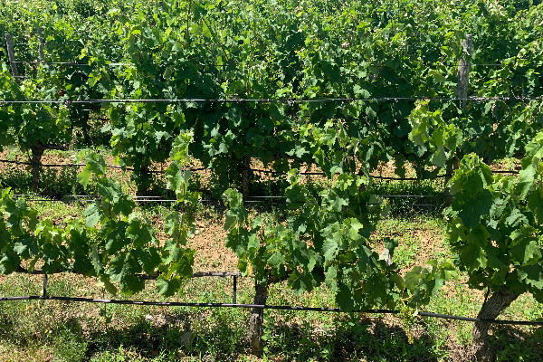 Plaidoyer pour une 'irrigation qualitative de précision' du vignoble