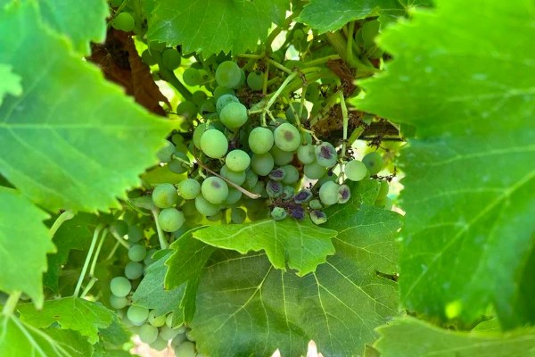 La vigne résiste à la vague de chaleur, mais souffre du manque d’eau
