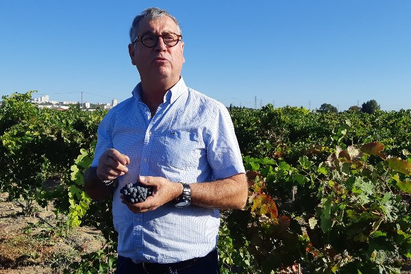 'Le vignoble doit tirer les enseignements du changement climatique et pas le constater chaque année'