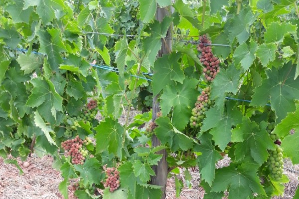 Échaudage et grêle s'abattent sur le vignoble d’Alsace
