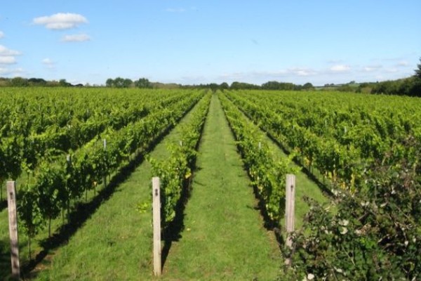 Après les champagnes, les vins britanniques comptent rivaliser avec les bourgognes