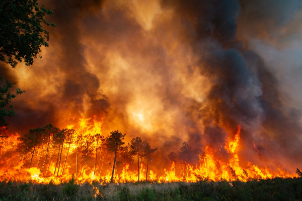 Il n’y a pas que les pins qui brûlent à Bordeaux, les vins aussi 🕯️🔥🕯️