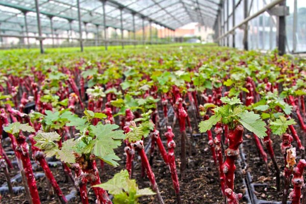 Gros moyens pour faire émerger la filière de plants de vigne bio