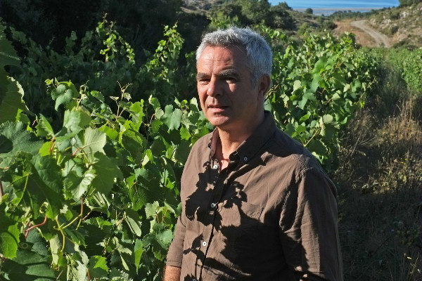 Réorientation stratégique pour l’interprofession des vins du Languedoc