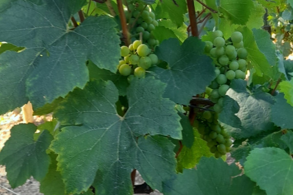 Dans les vignes de Mâcon, une récolte mise au défi de l’oïdium et de la chaleur