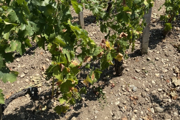 Les vignerons à sec face à la rapidité du changement climatique   