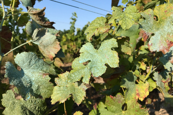 Avec la massification des phytos bio, 'l’indicateur du volume global vendu n’a plus de sens'