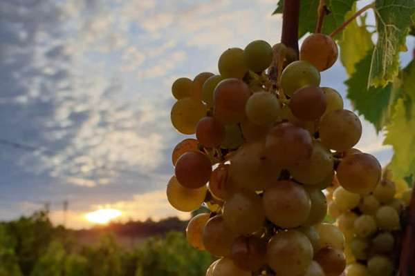 Premiers coups de sécateurs pour les précoces vendanges 2022