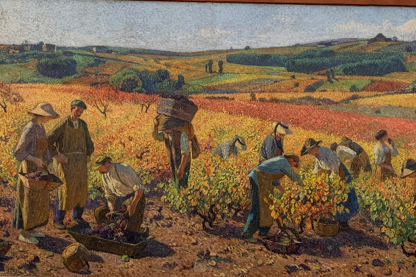 Consultation ouverte entre vignobles qui veulent produire et ceux qui veulent réduire