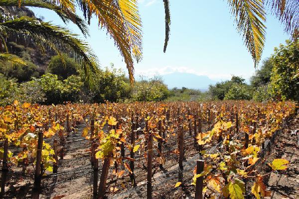  Le torrontés, cépage phare des vallées Calchaquies en Argentine