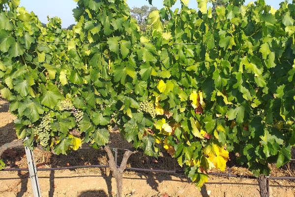 Premiers signes de stress hydrique dans le vignoble varois