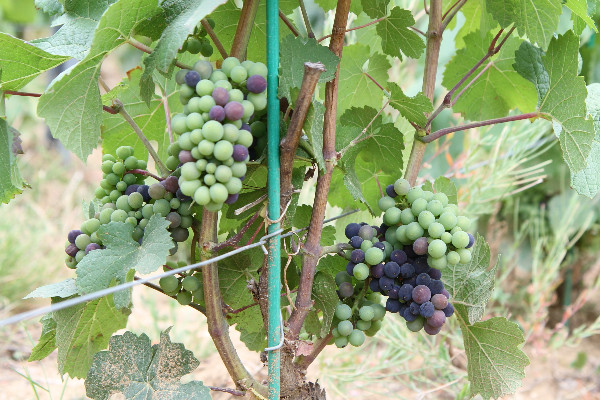 Les vignes de Côte d’Or à une pluie d’un millésime généreux