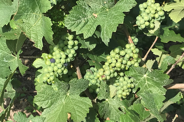 De belles vendanges en perspective pour la Champagne