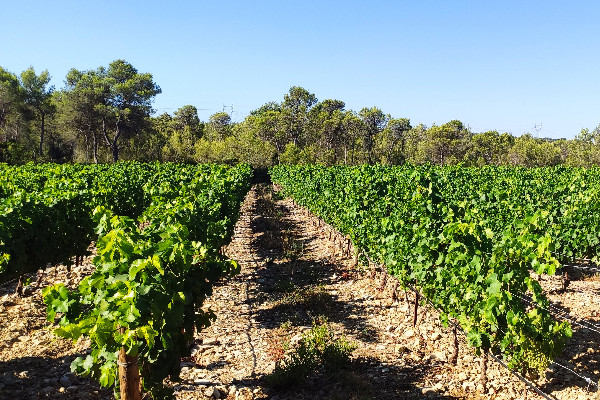 Déficit hydrique hétérogène et craintes sur les acidités pour les vins 2022