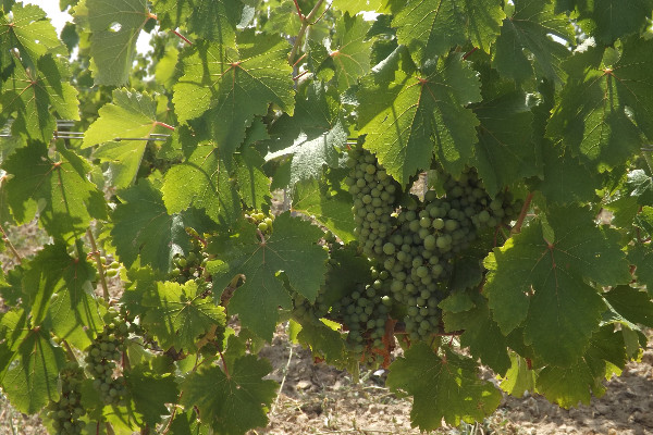 Réserve interprofessionnelle pour 8 % des vins blancs de Touraine