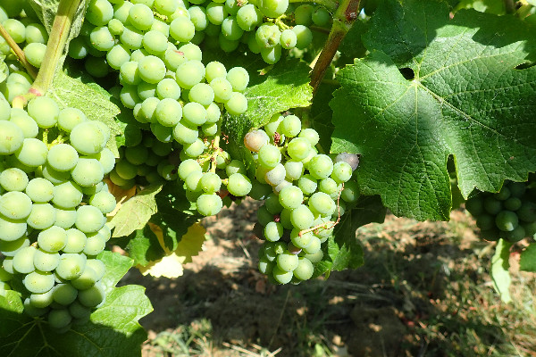 Millésime (jusqu’ici) idéal dans le vignoble du Jura