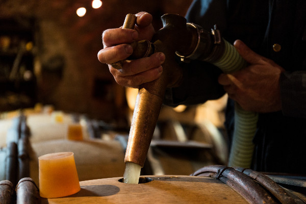 Rendement butoir ou pas, la Bourgogne ne veut pas perdre une goutte de vin blanc