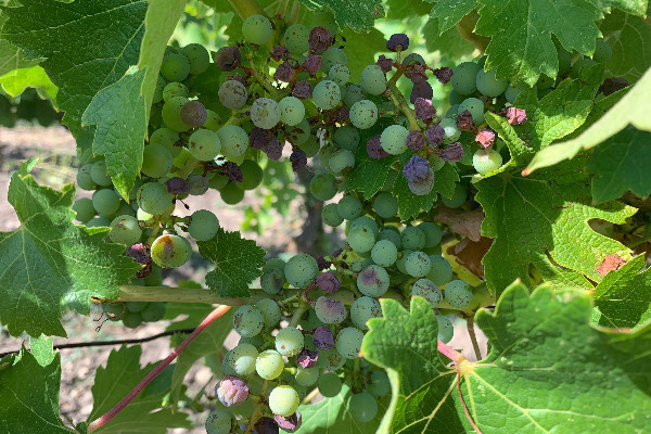 Les vignes vont griller sous de nouveaux coups de chaleur... et de chalumeau ☀️🥵☀️