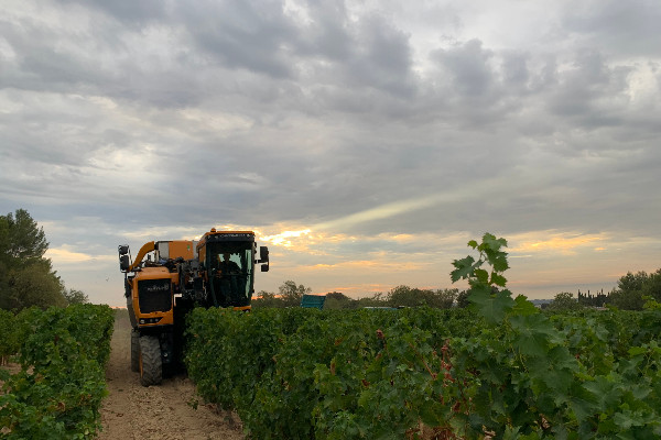 Il est l'heure de vendanger dans le Gard !