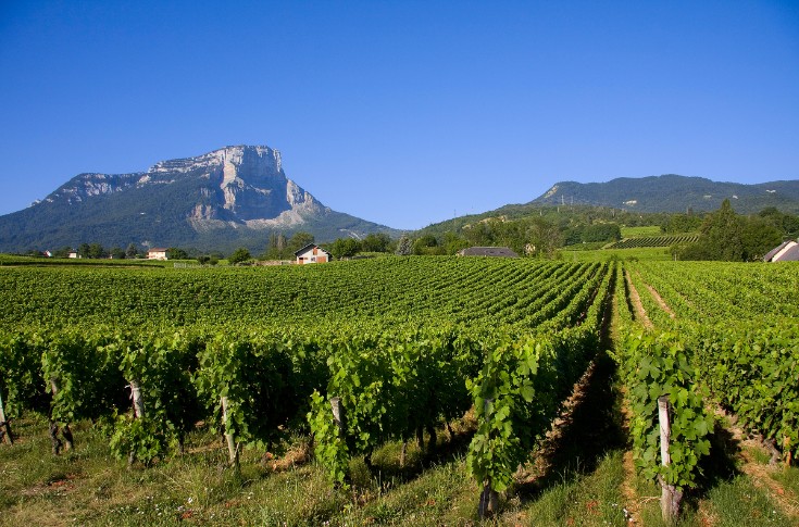 En Savoie, belle saison viticole un peu entachée dans les vignes de Combe