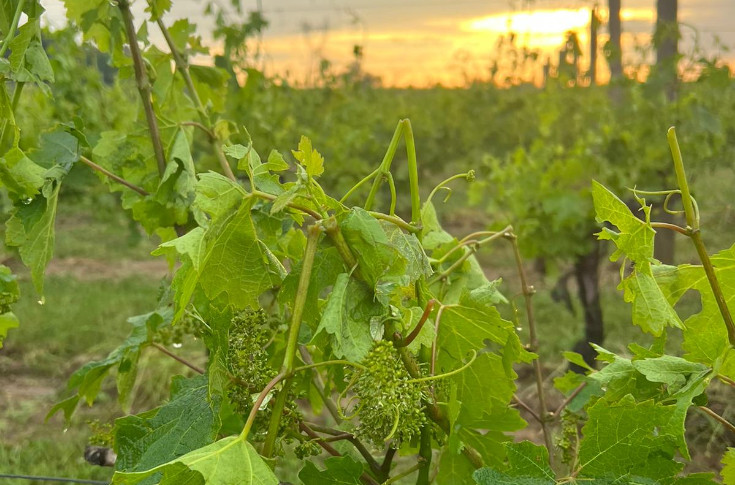 Localisée, la grêle laisse affaiblis les vignes et vignerons