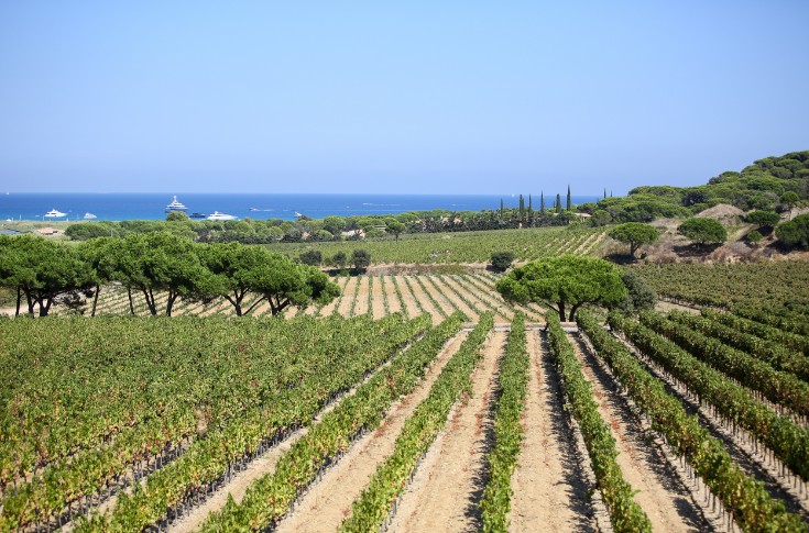Situation sanitaire hétérogène dans les vignes du Var