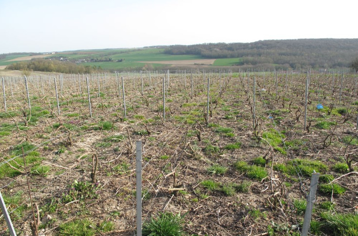 L’Efsa rend un avis favorable pour le renouvellement du glyphosate