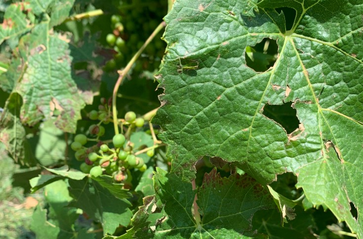La grêle tombe à nouveau sur les vignes d'Anjou