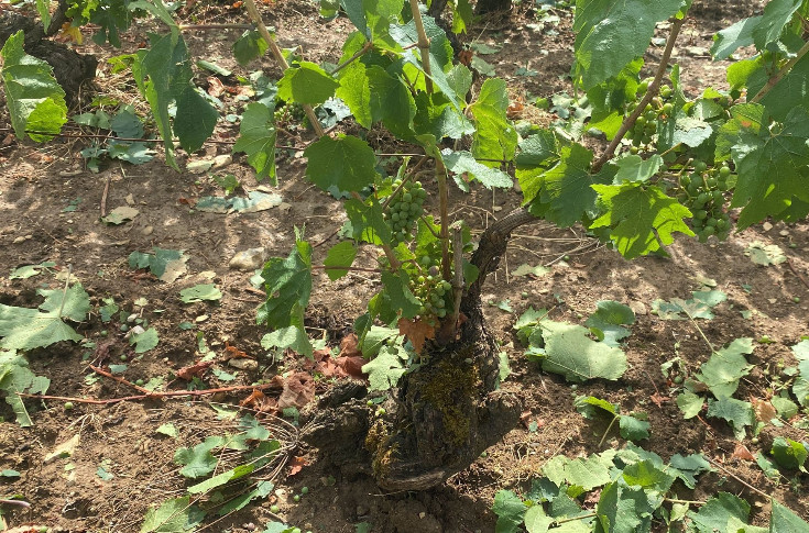 Les vignes de Meursault et Mercurey victimes de la grêle