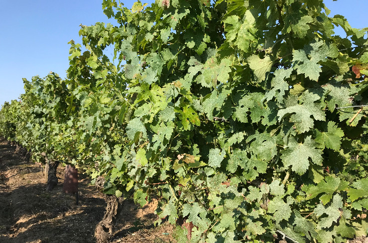 “Winegrowing is essential in Europe”, that’s for SURe