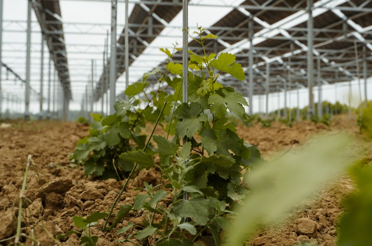 Le photovoltaïque, pari vigneron face aux aléas climatiques