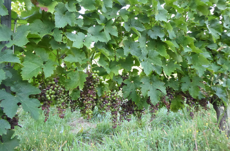 Les vins de Bordeaux lancent leur plan mildiou à point nommé et à 500 000 €