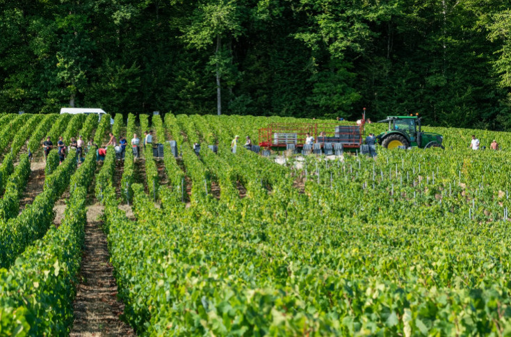 75 % des viticulteurs peinent à recruter