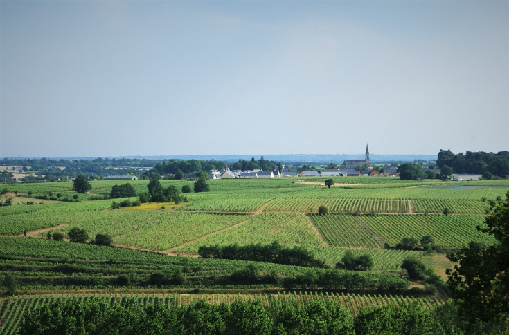 Les vins blancs d’Anjou-Saumur en chenin vers les crus