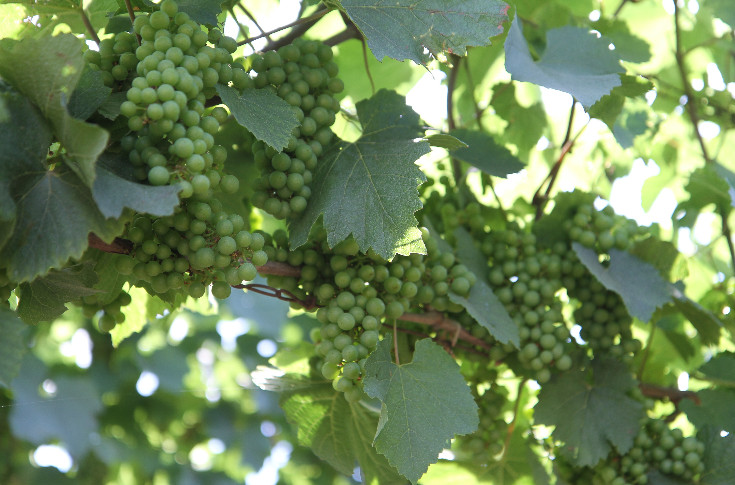 En Bourgogne, la future vendange aussi abondante que menacée