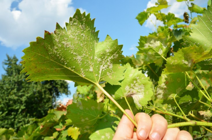 Un anti-mildiou de la vigne en moins avec la fin du Métirame