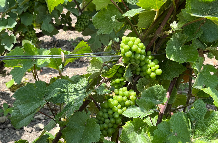 Une belle vendange en perspective pour la Champagne