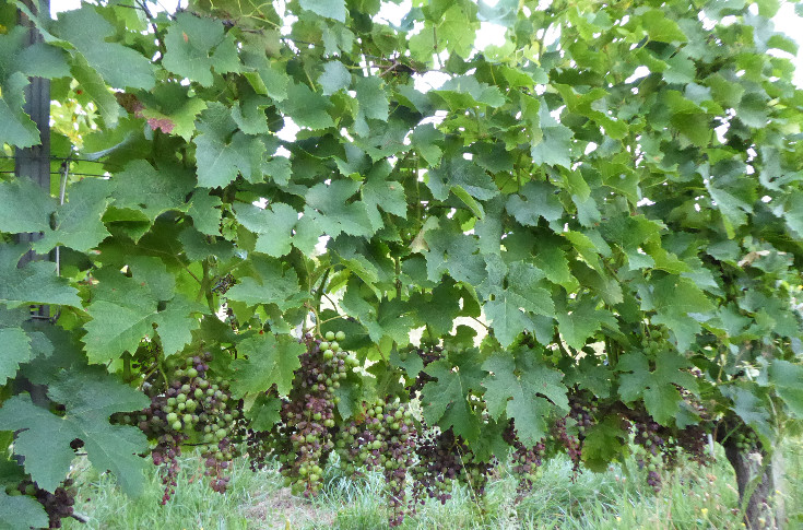 Timely launch of Bordeaux’s mildew plan to the tune of €500,000